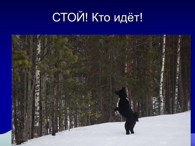 СТОЙ! Кто идёт!